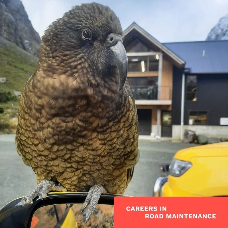 Kea are a regular site on worksites around Milford